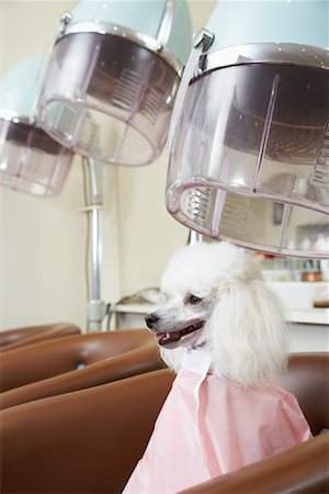 salon pictures with customer in a dryer - Portrait of Poodle at Hair Salon Stock Photo - Premium Royalty-Free, Code: 600-01037736