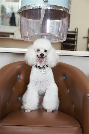 simsearch:600-01037712,k - Portrait of Poodle at Hair Salon Stock Photo - Premium Royalty-Free, Code: 600-01037731