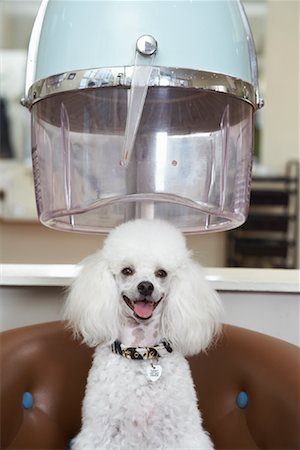 salon pictures with customer in a dryer - Portrait of Poodle at Hair Salon Stock Photo - Premium Royalty-Free, Code: 600-01037732