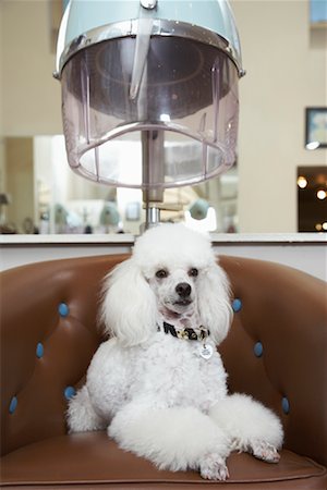 salon pictures with customer in a dryer - Portrait of Poodle at Salon Stock Photo - Premium Royalty-Free, Code: 600-01037733