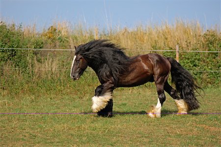 simsearch:600-03404351,k - Irish Tinker Pony, Bavaria, Germany Foto de stock - Sin royalties Premium, Código: 600-01030136