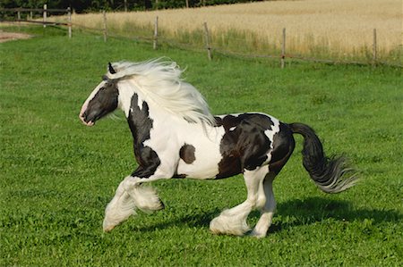 simsearch:600-03404351,k - Irish Tinker Pony, Bavaria, Germany Foto de stock - Sin royalties Premium, Código: 600-01030137