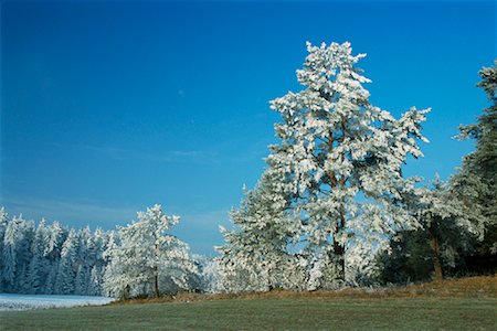 simsearch:600-00795983,k - Frost on Trees, Bavaria, Germany Stock Photo - Premium Royalty-Free, Code: 600-01041901