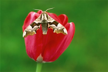 simsearch:600-00934993,k - Lime Hawk Moth Stock Photo - Premium Royalty-Free, Code: 600-01041924