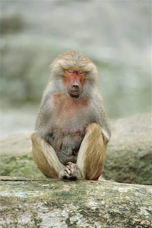 Baboon Foto de stock - Royalty Free Premium, Número: 600-01041922