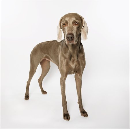 simsearch:600-00073362,k - Portrait of Dog Foto de stock - Sin royalties Premium, Código: 600-01042418