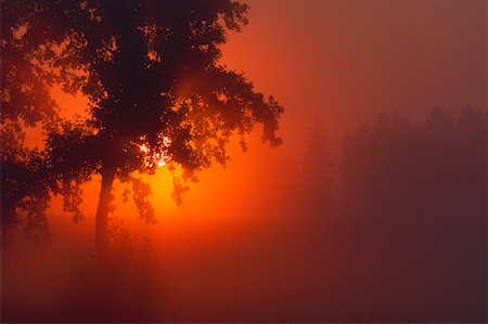 Sunrise through Mist and Trees, Bavaria, Germany Stock Photo - Premium Royalty-Free, Code: 600-01072398