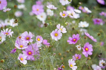 Garden of Cosmos of Flowers Foto de stock - Sin royalties Premium, Código: 600-01072811