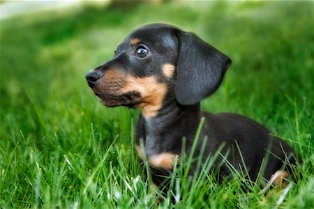 Dachshund Puppy in Grass Stock Photo - Premium Royalty-Free, Code: 600-01084262