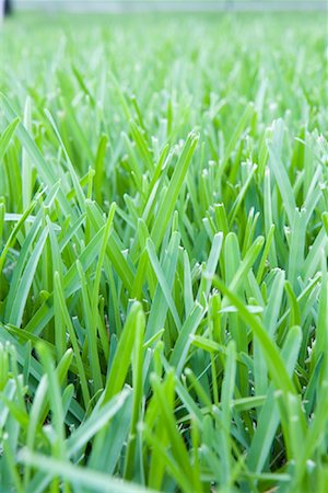 fabio cardoso - Gros plan d'herbe Photographie de stock - Premium Libres de Droits, Code: 600-01083104