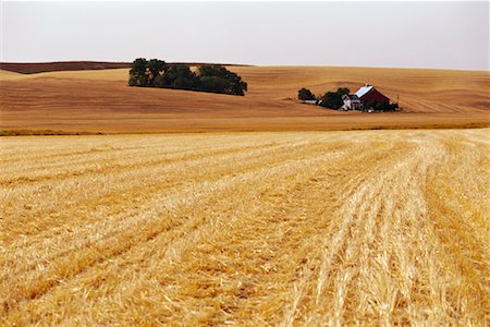 récolte des céréales - Champ de céréales, Washington, Etats-Unis Photographie de stock - Premium Libres de Droits, Code: 600-01083222