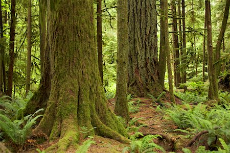 Bäume, Cathedral Grove, MacMillan Provincial Park, Vancouver Island, British Columbia, Kanada Stockbilder - Premium RF Lizenzfrei, Bildnummer: 600-01083455