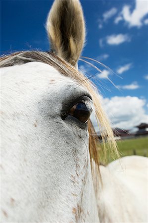 simsearch:644-01437946,k - Close-up of Horse Foto de stock - Royalty Free Premium, Número: 600-01083965