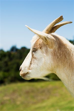 simsearch:600-01083964,k - Portrait of Goat Stock Photo - Premium Royalty-Free, Code: 600-01083967