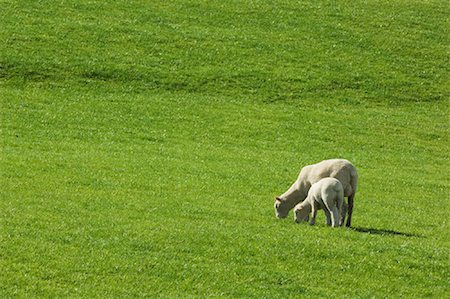 simsearch:600-00019865,k - Mother and Lamb Grazing in Field, New Zealand Stock Photo - Premium Royalty-Free, Code: 600-01083963