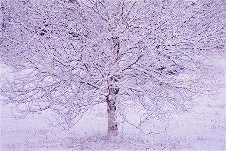 freeman patterson - Snow Covered Tree Foto de stock - Sin royalties Premium, Código: 600-01083977