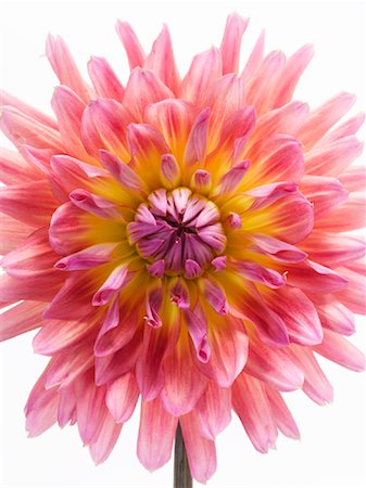 stop to smell the flowers - Sunset Dahlia Stock Photo - Premium Royalty-Free, Code: 600-01099728