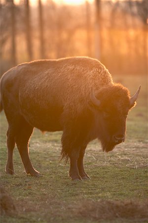 Bison, Barrie, Ontario, Canada Stock Photo - Premium Royalty-Free, Code: 600-01119981