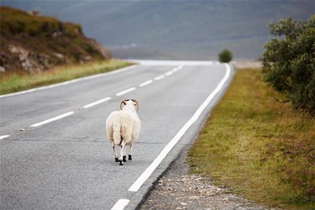 scotland sheep - Sheep Walking on Road, Isle of Skye, Scotland Stock Photo - Premium Royalty-Free, Code: 600-01110640