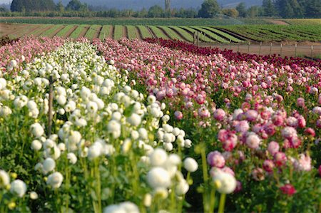 Flower Field, Portland, Oregon Stock Photo - Premium Royalty-Free, Code: 600-01111645