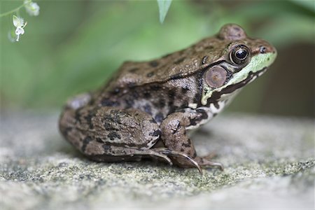 simsearch:600-02428941,k - Close-Up of Frog Stock Photo - Premium Royalty-Free, Code: 600-01112409