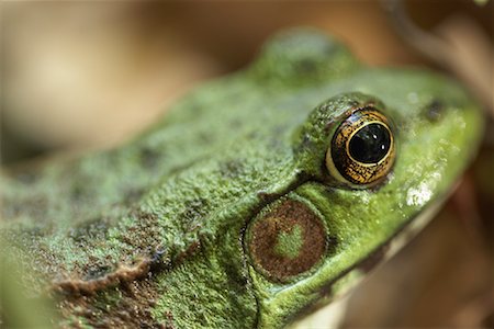 simsearch:600-02428941,k - Close-Up of Frog Stock Photo - Premium Royalty-Free, Code: 600-01112410