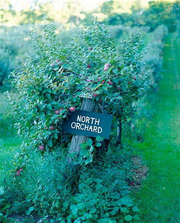 simsearch:600-05855222,k - Sign in Apple Orchard Stock Photo - Premium Royalty-Free, Code: 600-01120595