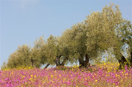 Olive Trees in Grove, Andalucia, Jaen Province, Spain Stock Photo - Premium Royalty-Free, Code: 600-01164487