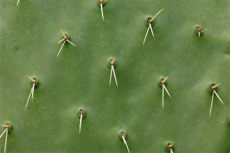 prickly object - Prickly Pear Cactus Stock Photo - Premium Royalty-Free, Code: 600-01164494