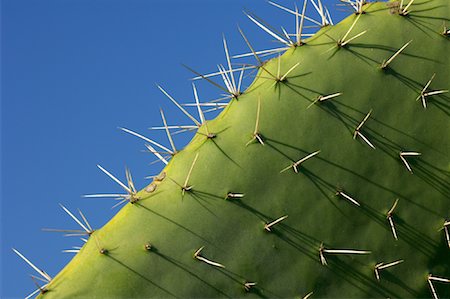 figuier de barbarie - Gros plan de Prickly Pear Cactus Photographie de stock - Premium Libres de Droits, Code: 600-01164497