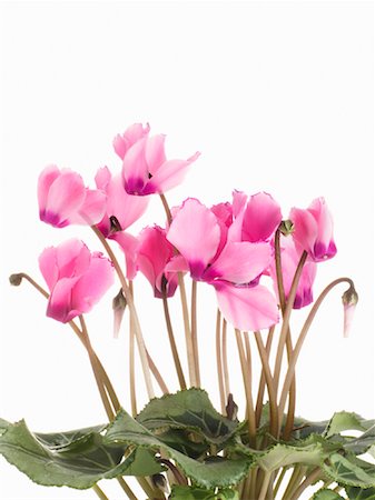 Fleurs de cyclamen Photographie de stock - Premium Libres de Droits, Code: 600-01164950