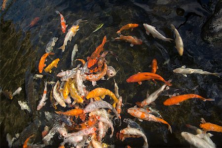 simsearch:600-00006221,k - Koi Fish in Pond, Kauai, Hawaii, USA Stock Photo - Premium Royalty-Free, Code: 600-01163284