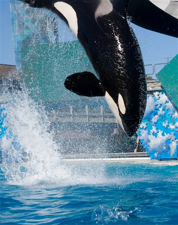 simsearch:600-01072454,k - Orca, SeaWorld San Diego, San Diego, California, USA Foto de stock - Sin royalties Premium, Código: 600-01163294