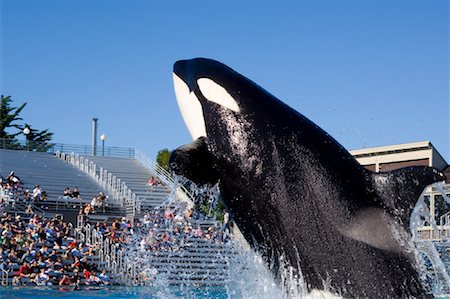 Orca, SeaWorld San Diego, San Diego, California, USA Foto de stock - Royalty Free Premium, Número: 600-01163293