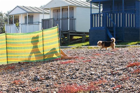 dog and holiday - Woman Sitting on Beach Stock Photo - Premium Royalty-Free, Code: 600-01173518