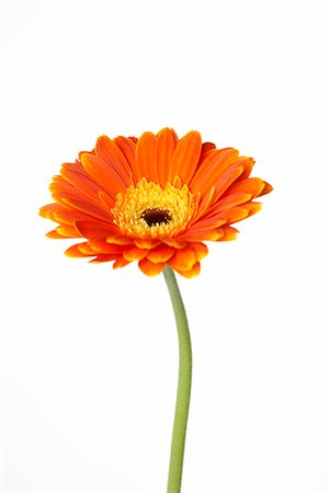 simsearch:600-00823645,k - Close-Up of Daisy Stock Photo - Premium Royalty-Free, Code: 600-01183520