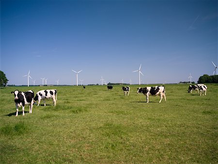 simsearch:649-07239641,k - Les vaches et le parc éolien, Flevoland, Pays-Bas Photographie de stock - Premium Libres de Droits, Code: 600-01194505