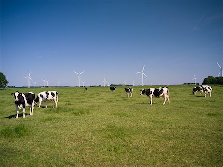 dutch cow pictures - Les vaches et le parc éolien, Flevoland, Pays-Bas Photographie de stock - Premium Libres de Droits, Code: 600-01194505