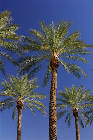 simsearch:700-07784375,k - Palm Trees, Las Vegas, Nevada, USA Foto de stock - Sin royalties Premium, Código: 600-01195057