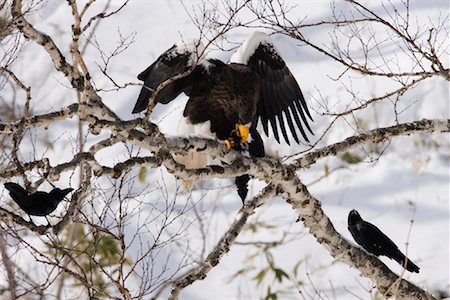 Sea Eagle, Hokkaido, Japon de Steller Photographie de stock - Premium Libres de Droits, Code: 600-01195729