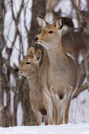 deer snow - Sika Deer Doe and Young, Hokkaido, Japan Foto de stock - Sin royalties Premium, Código: 600-01195747