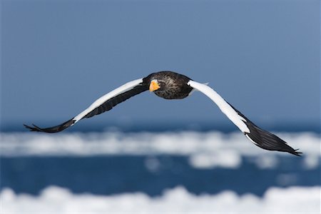 simsearch:600-01015211,k - Steller's Sea Eagle in Flight, Nemuro Channel, Hokkaido, Japan Foto de stock - Sin royalties Premium, Código: 600-01195742