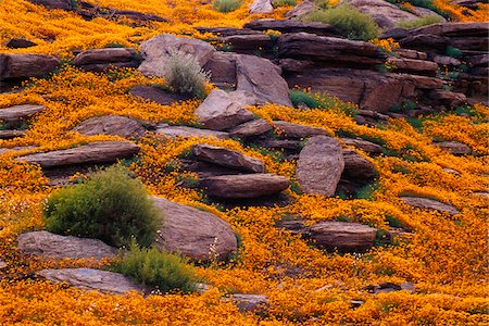 south african wildflowers pictures - Daisies Around Rocks Stock Photo - Premium Royalty-Free, Code: 600-01196305