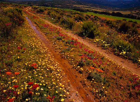 freeman patterson - Fleurs sur route de campagne, Parc National de Namaqualand, Northern Cape, Afrique du Sud Photographie de stock - Premium Libres de Droits, Code: 600-01196314