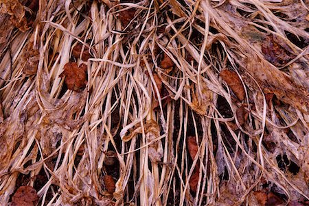 freeman patterson - Gros plan de Hosta feuilles en automne Photographie de stock - Premium Libres de Droits, Code: 600-01196316