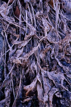 freeman patterson - Gros plan de Hosta feuilles en automne Photographie de stock - Premium Libres de Droits, Code: 600-01196317