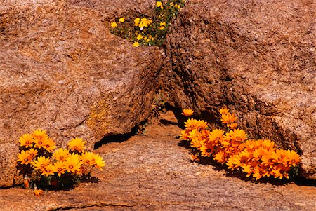 Plateau de fleurs sauvages, Bokleikraal, Kamiesberg, Northern Cape, en Afrique du Sud Photographie de stock - Premium Libres de Droits, Code: 600-01196319