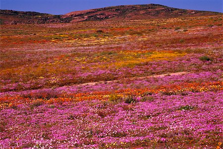 province du cap - Champ de fleurs sauvages, Namaqualand, Northern Cape, Afrique du Sud Photographie de stock - Premium Libres de Droits, Code: 600-01196312