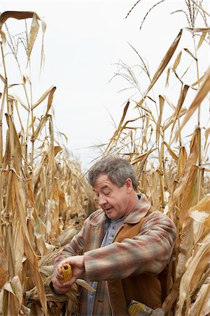 récolte des céréales - Farmer Checking Corn Photographie de stock - Premium Libres de Droits, Code: 600-01196532