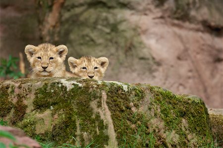 simsearch:700-02686611,k - Lion Cubs Peeking Over Rock Foto de stock - Sin royalties Premium, Código: 600-01199196